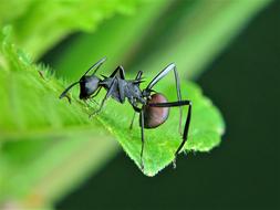 delightful Ants Insect