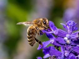 big Bee Flower