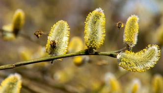 Bees Willow Catkin