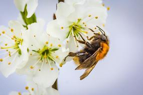Hummel Bombus on flower