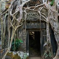Temple in a tree in Cambodia