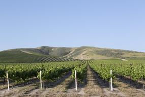 even rows of vineyards on a sunny day