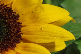 nice Sunflower Yellow