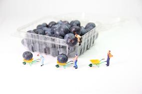 Blueberries Transport man