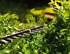 garden knife for pruning bush