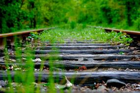 Nature Plant Grass on railway