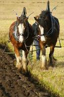 Beautiful, colorful and cute horses, ploughing on the colorful field, with the plants