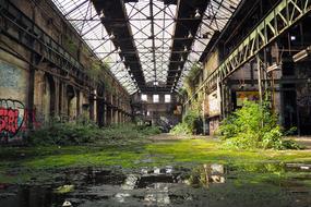 green vegetation in an abandoned industrial building