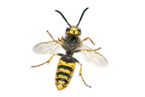 Wasp German Vespula drawing