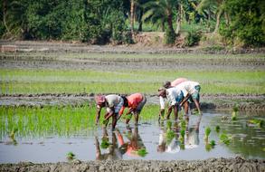 group of dark skin people working on rice field