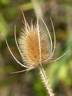 dried thistle