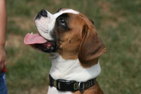 nice Dog Pet Boxer