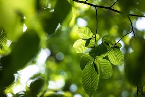 green leaves on a beech branch close up