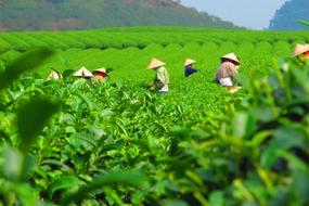 workers Tea Plantation