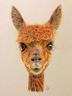 Beautiful drawing of the alpaca