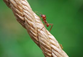 ant on a braided rope