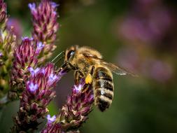 Close-up of the bee, on the colorful and beautiful, blossoming flowers, at blurred background