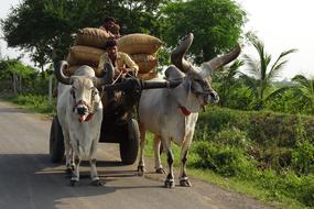 Zebu pulls a cart in Gujarat, porbandar, India