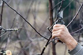 scissors for cutting trees in hand