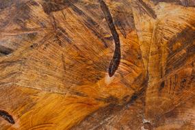 Close-up of the beautiful and colorful wood, with the patterns