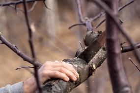 Cutting branch with Saw