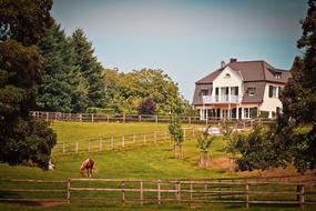 horses in the meadow near the house