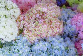 Flowers Crafts