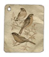birds animal fly tag drawing
