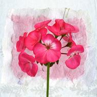 vintage background flower pink drawing