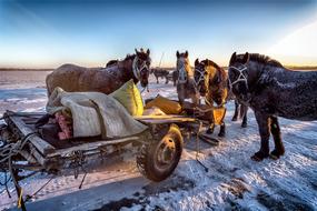 Beautiful, colorful and cute horses, with the carriage, on the snow, near the Chagan Lake in China, in the winter