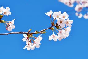 cherry blossoms in Seoul, Republic of Korea