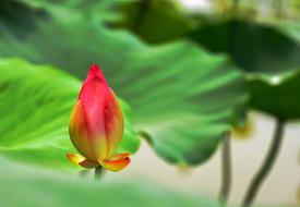 Lotus Flower Cold red