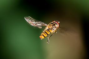 Close-up of the colorful, flying bee, at colorful blurred background
