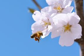 honey bee in flight at Cherry Blossom, macro