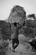 Black and white photo of the people, working on the field with hay