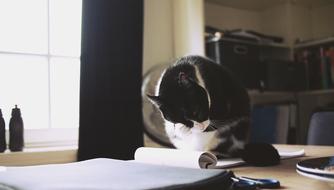 black and white cat sitting on a notebook on a table