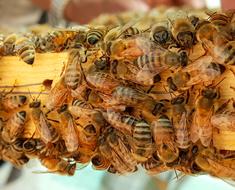 honeybees on the wooden stick