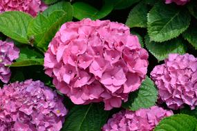 delightful Purple Flower Garden