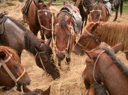 Beautiful, colorful and cute horses, eating hay in the stallion