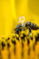 small Bee Working