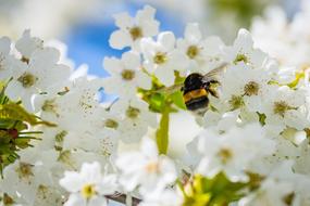 closeup view of Hummel Cherry Blossom Collect