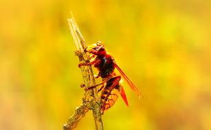 european hornet on the stem