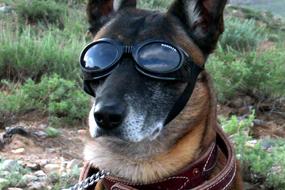 German shepherd in sunglasses