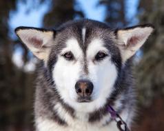 portrait of Husky Dog Canine