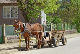 horse with wagon on a street in Bulgarian village