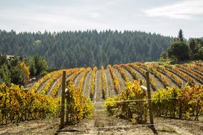 Beautiful landscape with the orange, yellow and green vineyard and trees in California