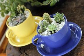 decorative cups with plants