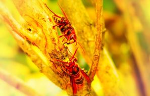 European Hornet Insects