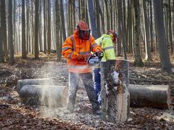 workers sawing trees in the forest