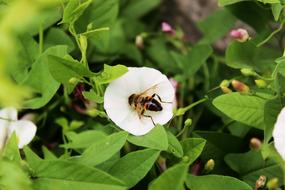 wasp on white flower in the garden